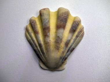 hacimsel doku nesneleri