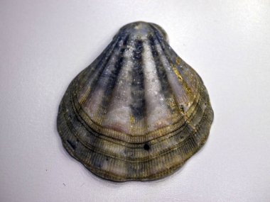 hacimsel doku nesneleri