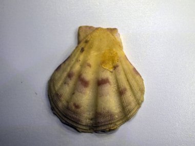 hacimsel doku nesneleri