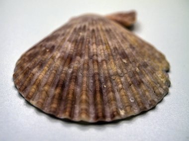 hacimsel doku nesneleri