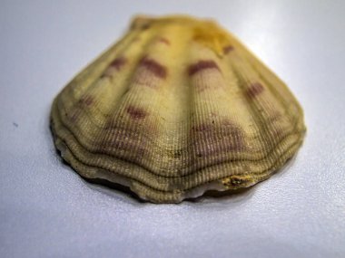 hacimsel doku nesneleri