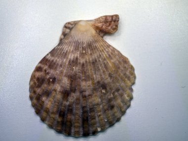 hacimsel doku nesneleri