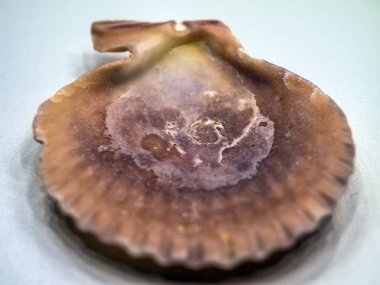 hacimsel doku nesneleri