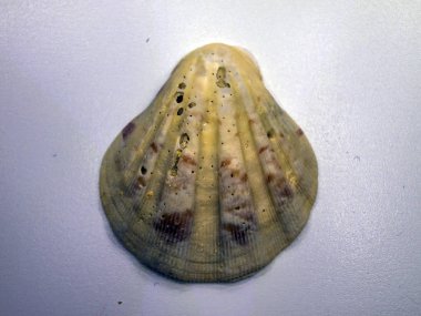 hacimsel doku nesneleri