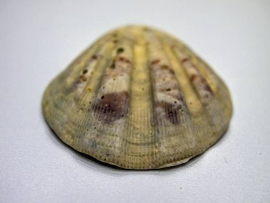 hacimsel doku nesneleri