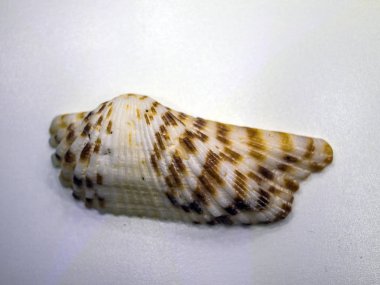 hacimsel doku nesneleri