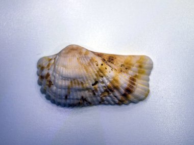 hacimsel doku nesneleri