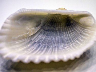 hacimsel doku nesneleri