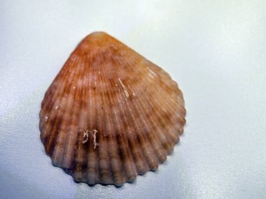 hacimsel doku nesneleri