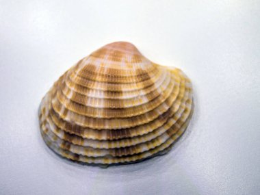 hacimsel doku nesneleri