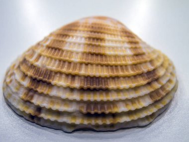 hacimsel doku nesneleri