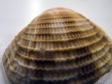 hacimsel doku nesneleri