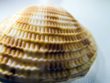 hacimsel doku nesneleri