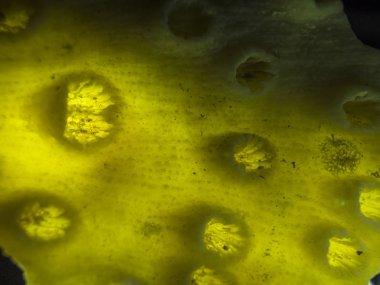 hacimsel doku nesneleri