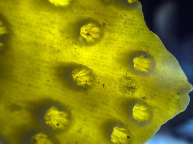 hacimsel doku nesneleri