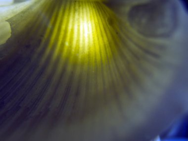 hacimsel doku nesneleri