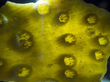 hacimsel doku nesneleri