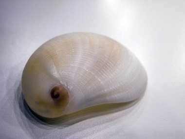 hacimsel doku nesneleri