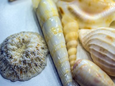 hacimsel doku nesneleri