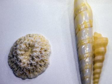 hacimsel doku nesneleri