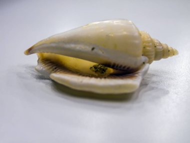 hacimsel doku nesneleri