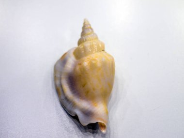 hacimsel doku nesneleri