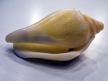 hacimsel doku nesneleri