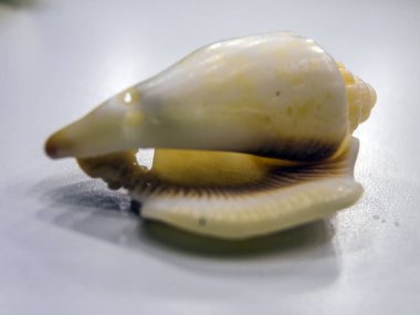 hacimsel doku nesneleri