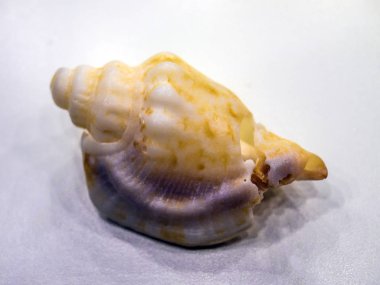 hacimsel doku nesneleri