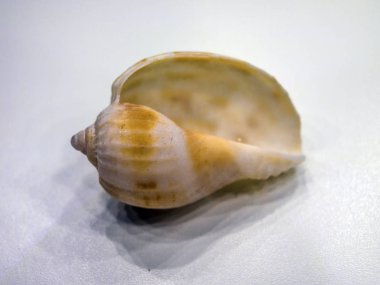 hacimsel doku nesneleri