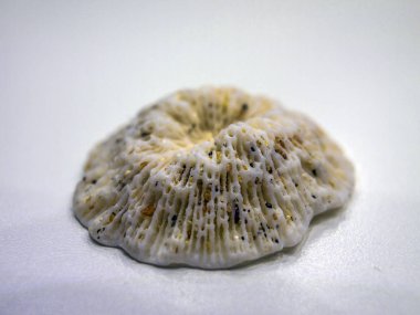 hacimsel doku nesneleri