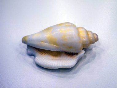 hacimsel doku nesneleri