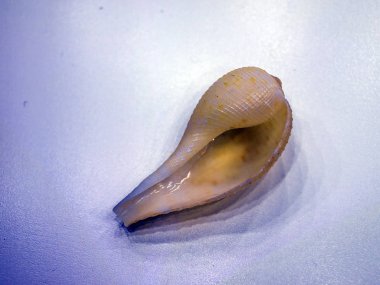 hacimsel doku nesneleri