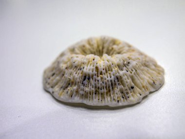 hacimsel doku nesneleri