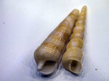 hacimsel doku nesneleri