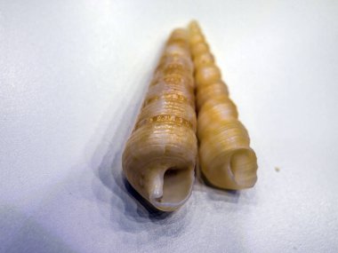 hacimsel doku nesneleri