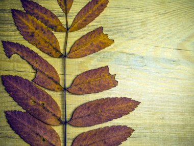 hacimsel doku nesneleri