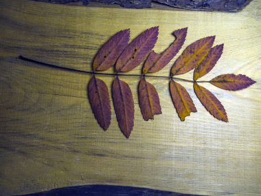 hacimsel doku nesneleri