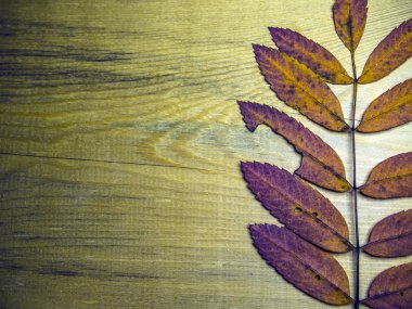 hacimsel doku nesneleri