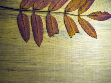 hacimsel doku nesneleri