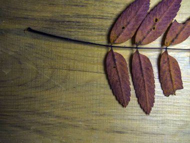 hacimsel doku nesneleri