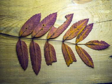 hacimsel doku nesneleri