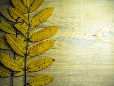 hacimsel doku nesneleri