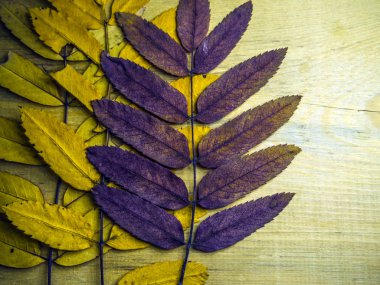 hacimsel doku nesneleri