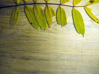 hacimsel doku nesneleri