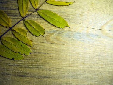 hacimsel doku nesneleri