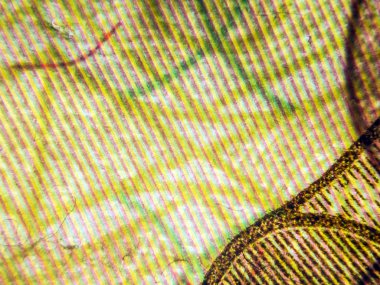 hacimsel doku nesneleri