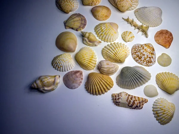 hacimsel doku nesneleri