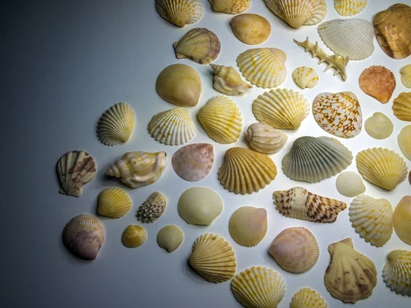 hacimsel doku nesneleri