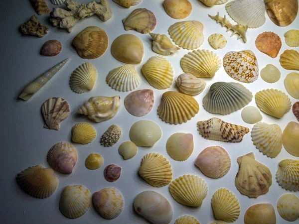 hacimsel doku nesneleri